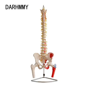 DARHMMY 85CM Модел на гръбначен стълб с таз, бедрени глави, боядисани мускули Модел