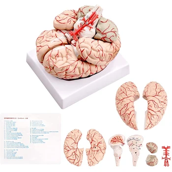  Модел на човешкия мозък, Модел на анатомията на човешкия мозък в реален размер с дисплейна база, за научно обучение в класната стая и показване на преподаването