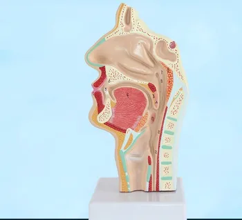 Анатомичен анатомичен модел на човешката уста Модел на носната кухина и гърлото Орална патология Модел на съдовия нерв Медицинско обучение