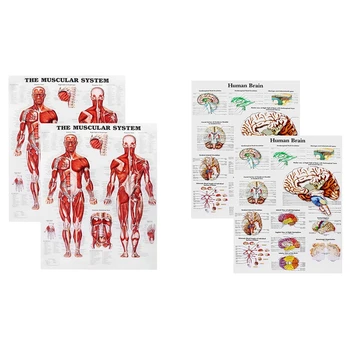 Мозъчна анатомия плакат, 2 Pack ламиниран човешки мозък диаграма, медицина Quick Reference Guide, Human