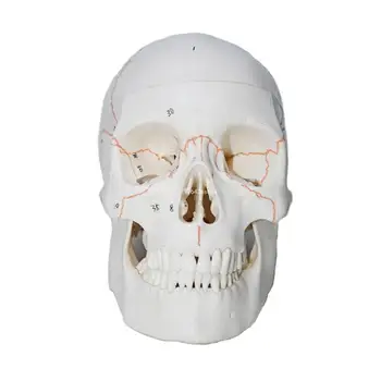 Модел на човешки череп Модел на скелет на човешка глава, модел на скелет в реален размер Dropship