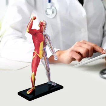 Миниатюрен модел на мускулната система Човешка анатомия Модел на мускулен скелет Медицински инструмент за обучение за медицинско обучение и показване