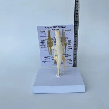 Живот размер кучешко коляно модел куче съвместни анатомичен модел с ключ карта ръчно животински скелет анатомия Медицинска наука Ветеринария