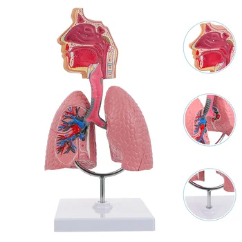 Белодробна дихателна анатомия Модел на преподаване Модел на човешкия дисплей Училищни бели дробове Анатомично сърце Образователна назална играчка