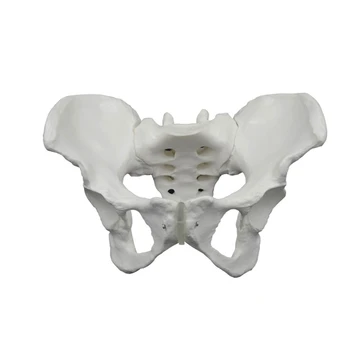 co231 Модел на скелета на женския таз Life Size за акушерско и гинекологично проучване