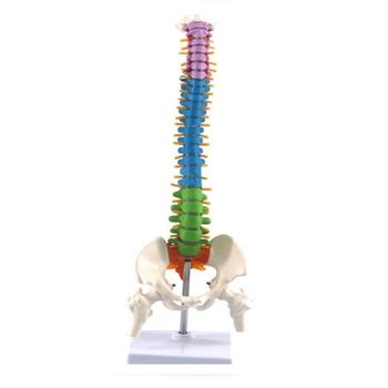 45Cm С тазова човешка анатомична анатомия на гръбначния стълб Модел на гръбначния стълб Учебни ресурси за студенти